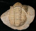Rare Eccoptochile Trilobite - Long #15489-2